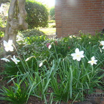 Narcissus poeticus 'Actaea' - 