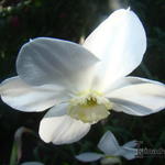 Narcissus poeticus 'Actaea' - 