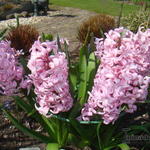 Hyacinthus orientalis 'Pink Surprise' - 