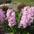 Hyacinthus orientalis 'Pink Surprise'