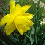 Narcissus 'Safina' - 