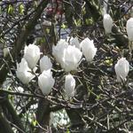Magnolia kobus - Kobushi-Magnolie