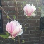 Magnolia x soulangeana 'Lennei' - 