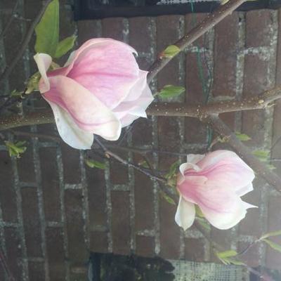 Magnolia x soulangeana 'Lennei' - 