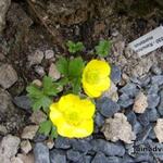 Ranunculus montanus - Renoncule des montagnes