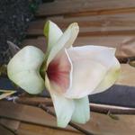 Magnolia 'Sunsation' - 