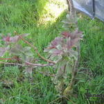 Sambucus racemosa 'Tenuifolia' - 