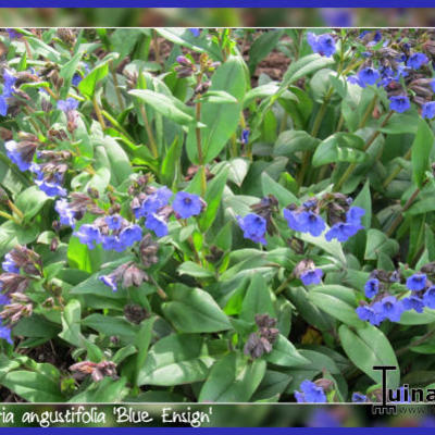 Pulmonaria angustifolia 'Blue Ensign' - Pulmonaria angustifolia 'Blue Ensign'
