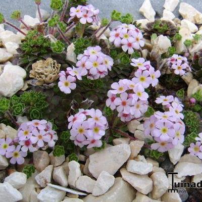 Androsace sempervivoides - 