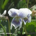 Viola sororia f. priceana - 