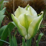 Tulipa 'Spring Green' - 