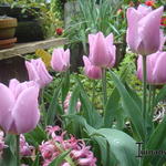 Tulipa 'Synaeda Amor' - 