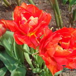 Tulipa 'Abba' - 