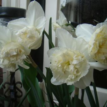 Narcissus 'White Marvel'