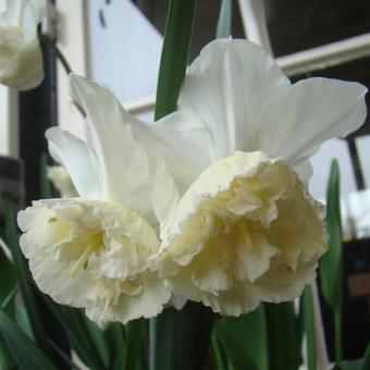 Narcissus 'White Marvel'