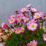 Saxifraga x arendsii ‘Roter Knirps’ - 