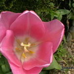 Tulipa 'Mistress' - 