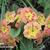 Primula polyanthus