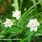 Anemone nemorosa 'Alba Plena'  - Anemone nemorosa 'Alba Plena'  - 