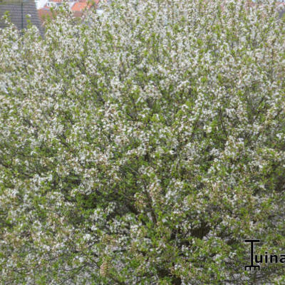 Prunus eminens 'Umbraculifera' - 