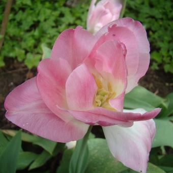 Tulipa 'Finola'