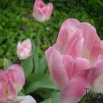 Tulipa 'Finola' - 
