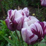 Tulipa 'Zurel' - 