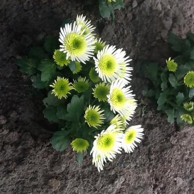 Chrysanthemum coronarium - 