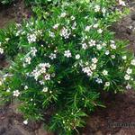Chamelaucium uncinatum - Fleur de cire