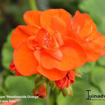 Pelargonium 'Meadowside Orange' - 