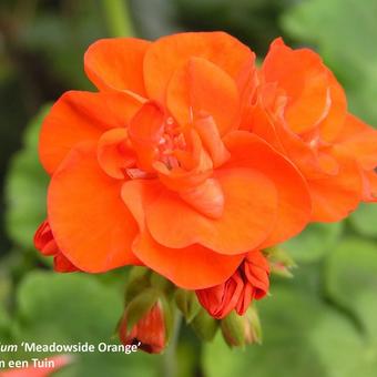 Pelargonium 'Meadowside Orange'