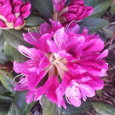 Rhododendron 'Cosmopolitan - Rhododendron 'Cosmopolitan