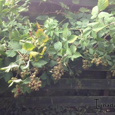 Rubus fruticosus 'Thornfree' - 