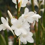 Watsonia borbonica - 