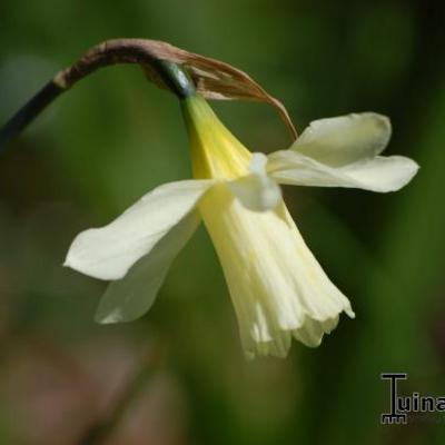Narcissus 'Topolino'