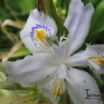 Iris tectorum 'Cruella' - 