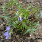 Viola pedatifida - 
