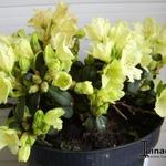 Rhododendron 'Wren' - 