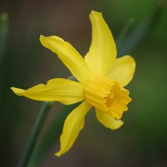 Narcissus x odorus