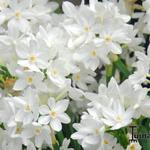 Narcissus papyraceus 'Ziva' - 