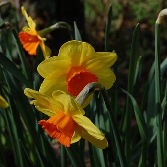 Narcissus 'Monal'