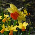 Narcissus 'Monal' - 
