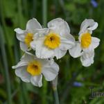 Narcissus tazetta 'Laurens Koster' - 