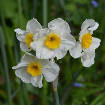 Narcissus tazetta 'Laurens Koster'