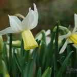 Narcissus cyclamineus 'Jenny' - 