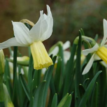 Narcissus cyclamineus 'Jenny'