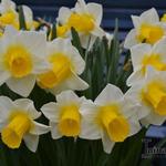 Narcissus 'Goblet' - 