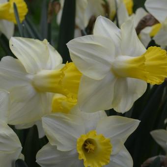 Narcissus cyclamineus 'Ara'