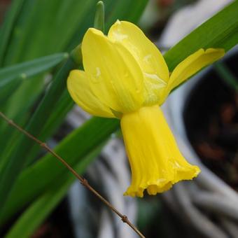 Narcissus cyclamineus 'Warbler'
