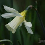 Narcissus 'W.P. Milner' - 